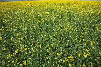 Steam新一周销量榜 《赛博朋克2077》成功登顶