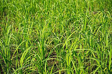 《巫师3》简中翻译被喷机翻 译者回应：繁中更烂