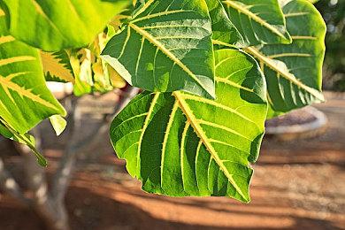 日本多家零售商停止接受PlayStation Portal预购